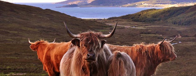 Highland cows